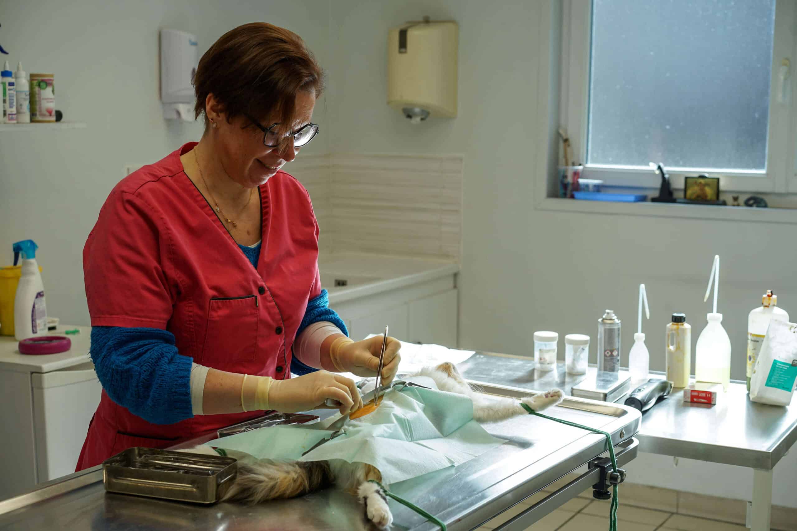 Vétérinaire en chirurgie