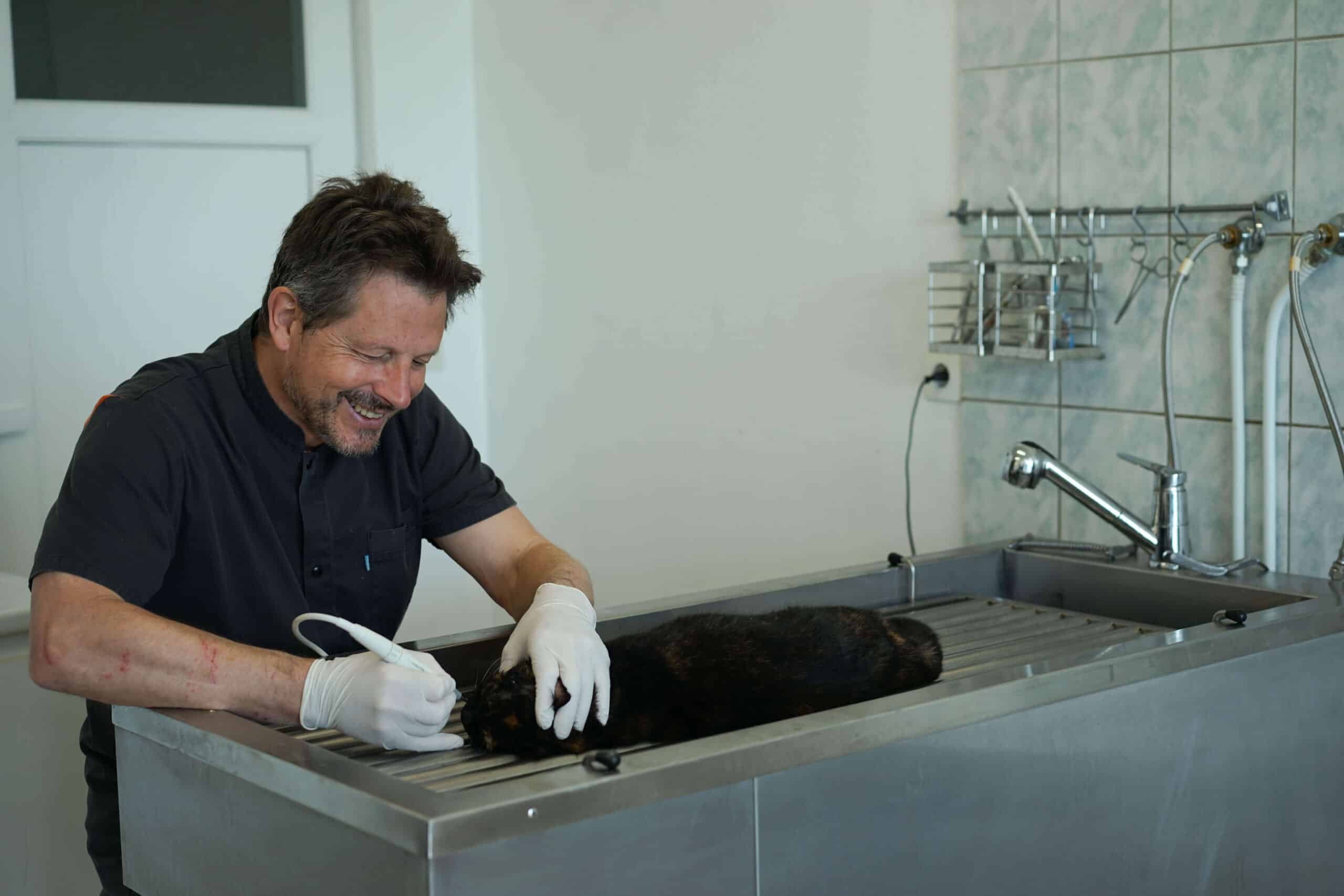 Vétérinaire en détartrage